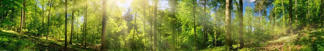 Forêt verdoyante illuminée par le soleil